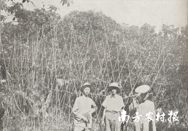 《荔枝与龙眼》作者高鲁甫（中）与西园寺缘空大师（右）在西园挂绿树前合影