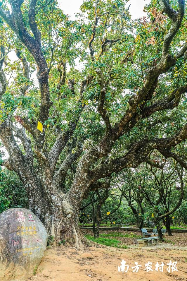 “荔王”是根子贡园悠久荔枝文化活化石