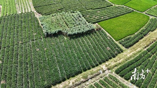 Bountiful harvest of arrowroot in Bulang Village, Yunfu