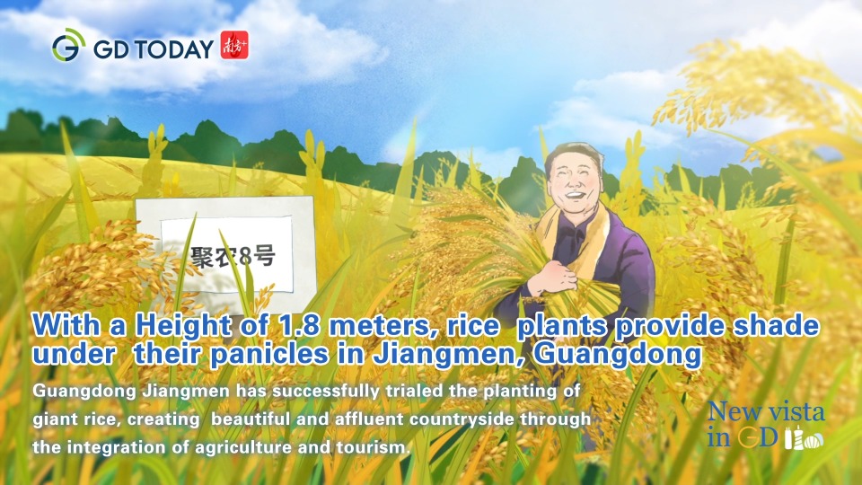 Giant rice variety grows up to 1.8m in Guangdong