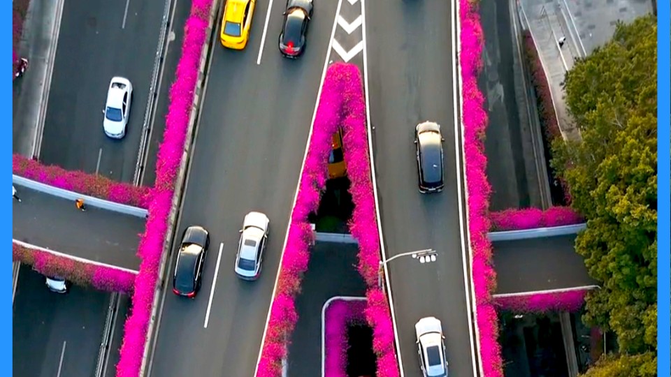 Bougainvillea in full bloom adorns the city