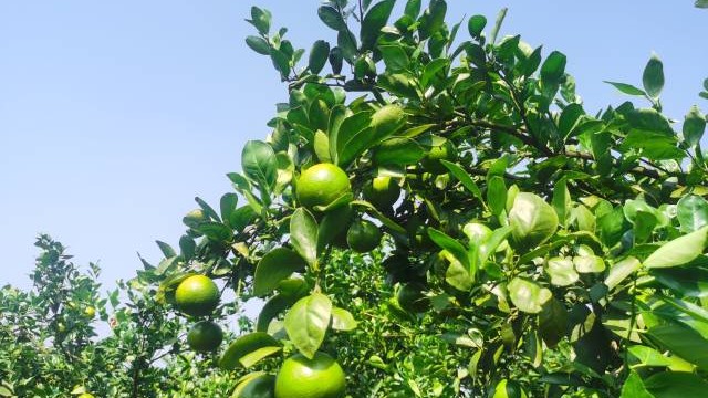 Yunfu's Baishi Town harvests Gonggan mandarines with drones