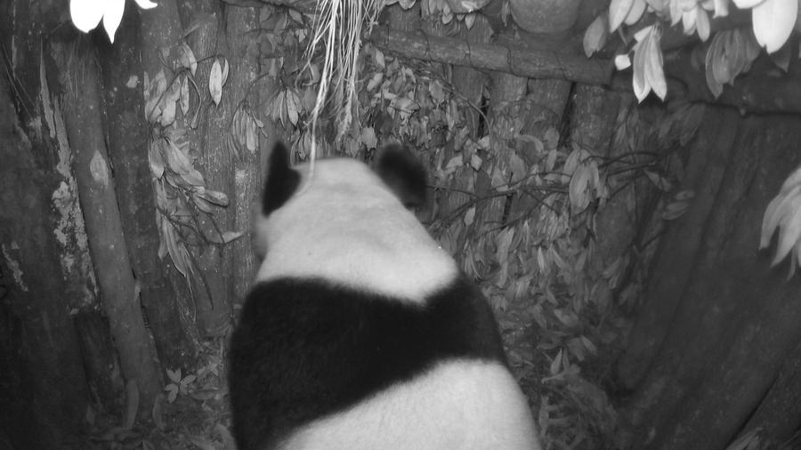 Wild giant panda spotted at artificial den in southwest China