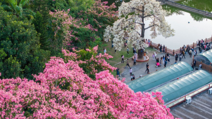 Blooming silk floss trees adorn the urban landscape