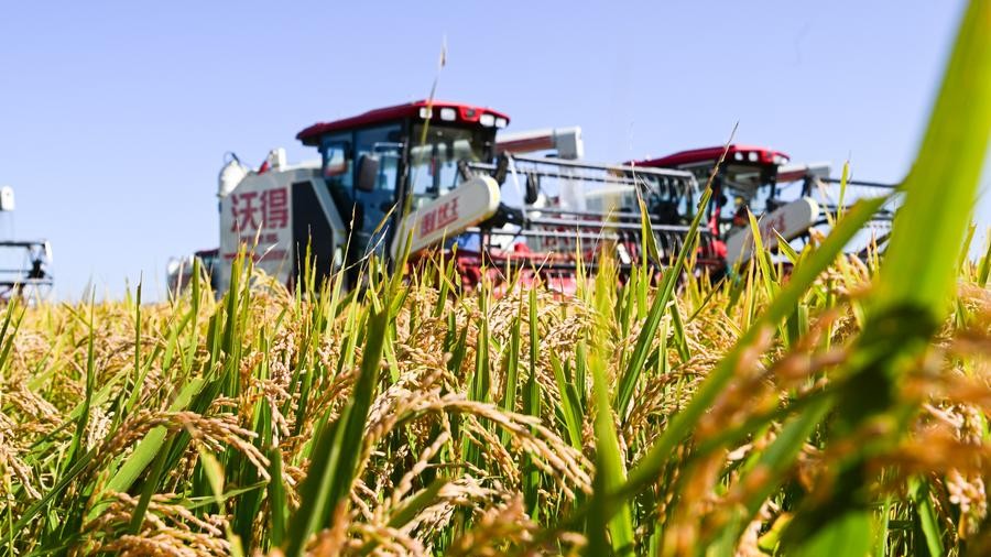 China's 2024 grain output tops 700 mln tonnes, a record high