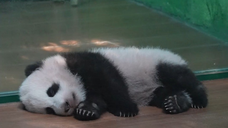 Chinese national treasure's 'meal time': 100-day-old giant panda melts hearts