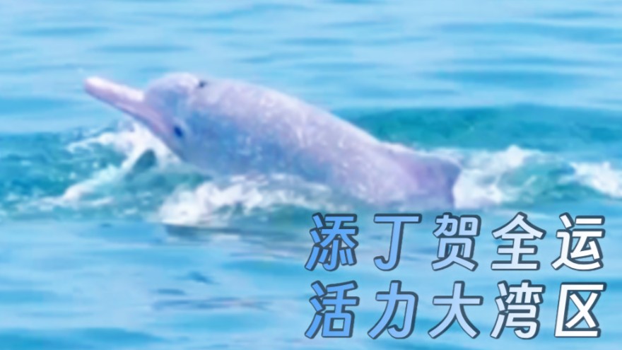 Newborn Chinese white dolphin carries wishes for success of 15th National Games