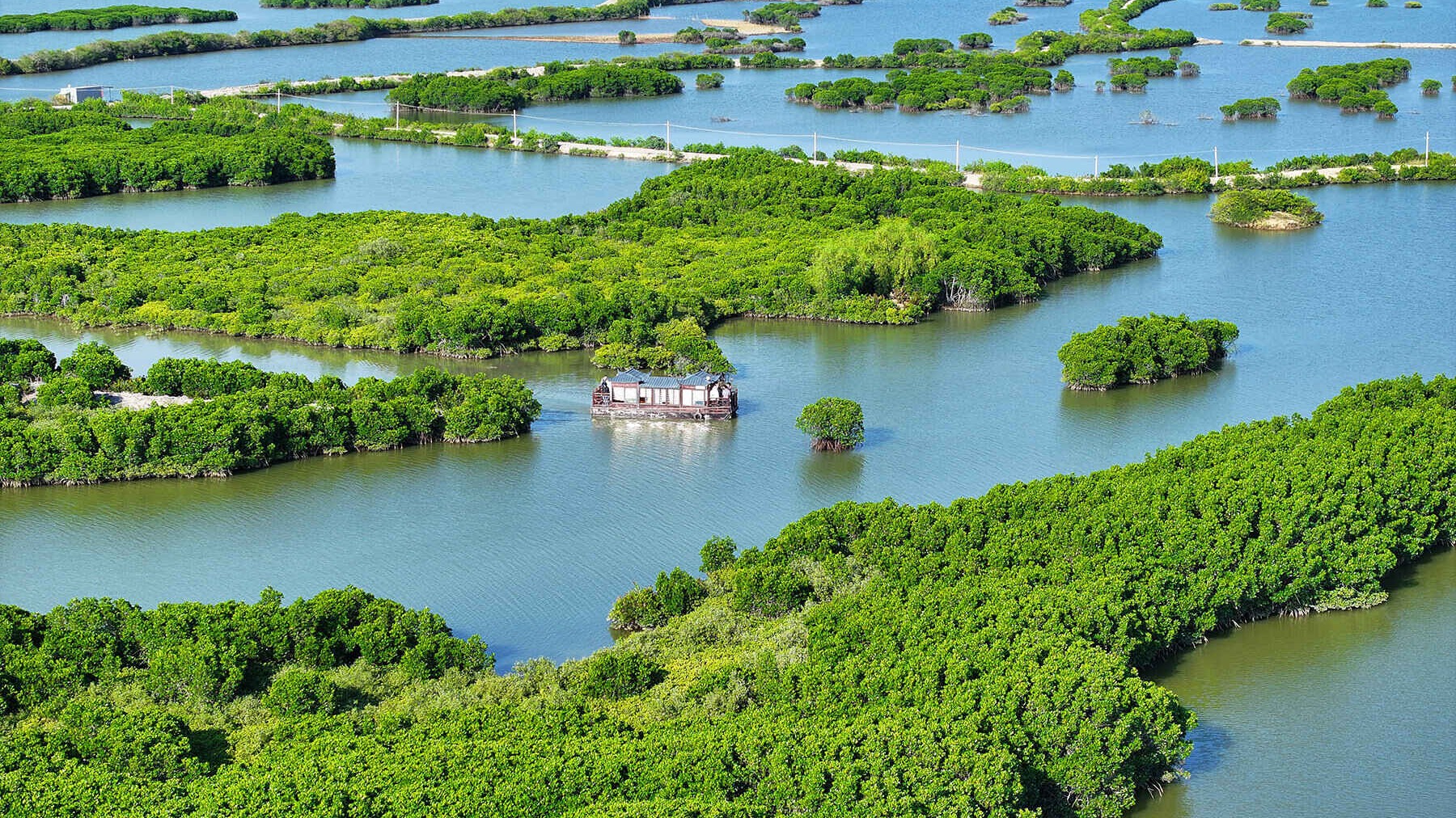 Drones deploy AI to protect mangroves in Guangdong