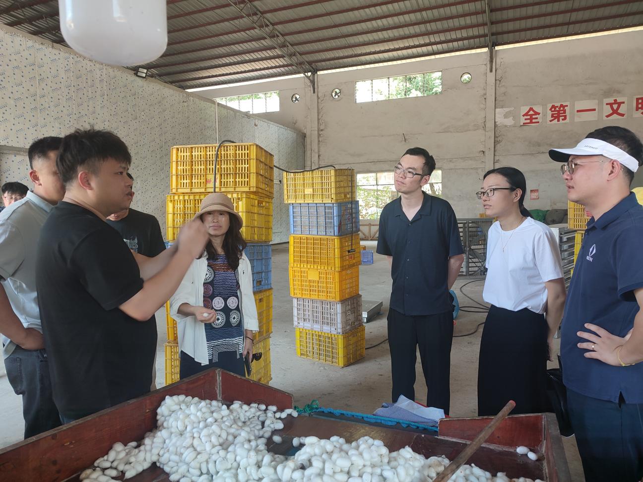 郁南县宋桂镇：校企对接助力蚕桑产业升级