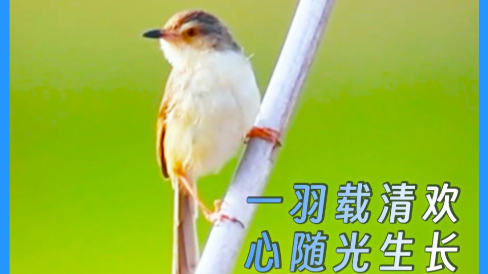 Feather carries pure joy, hearts grow with light