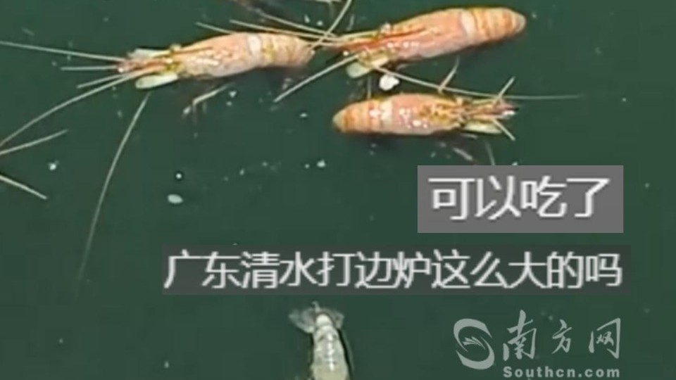 广东的夏天有多热？水池里的虾都被热熟了……网友：清水打边炉，万人围一桌