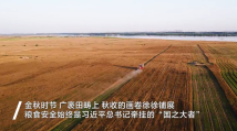 丰收之美|让“中国碗”装满“中国粮” 总书记田间地头话农耕 丰收之美|让“中国碗”装满“中国粮” 总书记田间地头话农耕