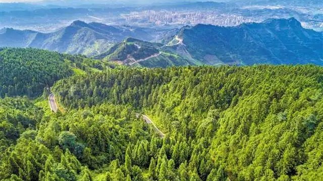 中办、国办印发《深化集体林权制度改革方案》