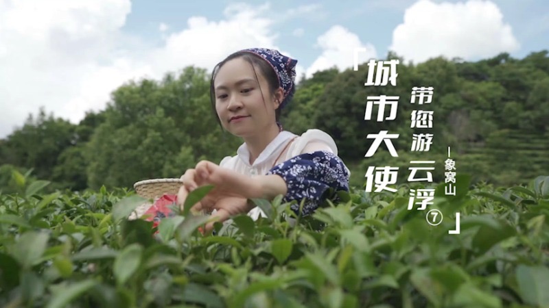 《城市大使带您游云浮》第七集！赴一场“沉浸式”茶旅之约