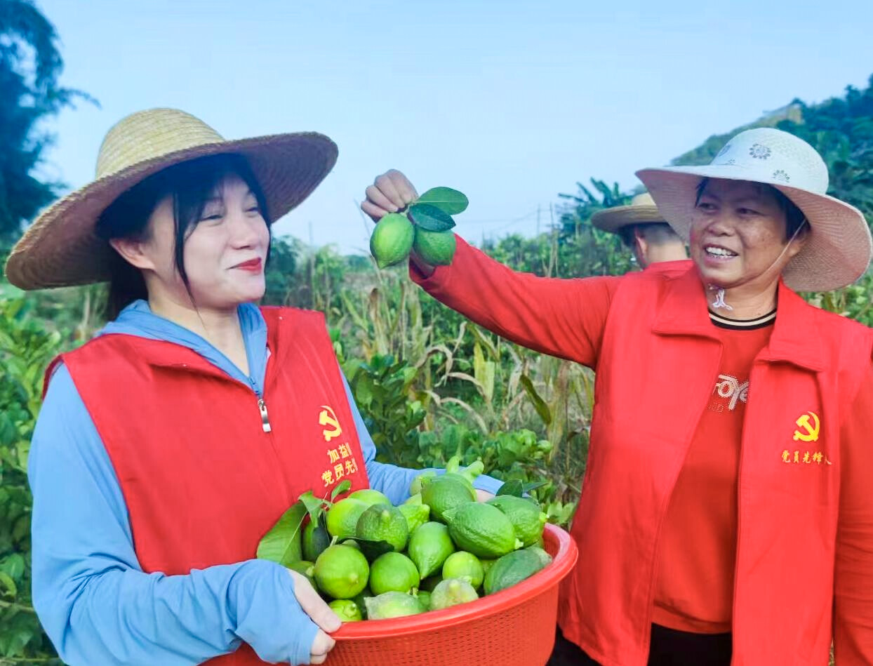 聚焦“百千万工程”丨罗定市加益镇：“香柠檬”成致富“甜蜜果”