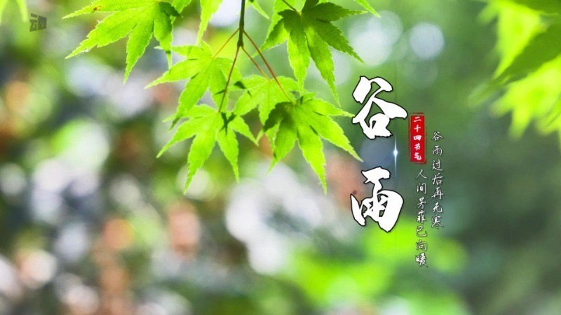 是日谷雨｜谷雨过后已无寒 人间芳菲已向暖