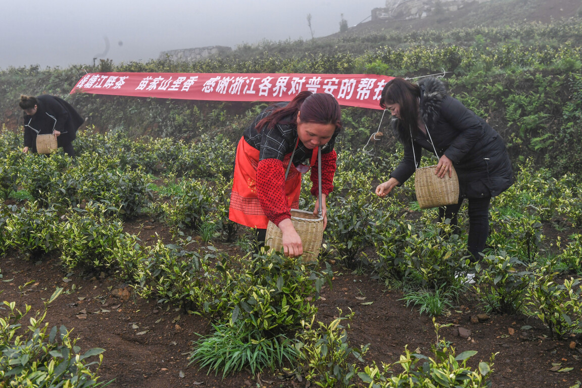 2021年4月14日，工人在貴州省黔西南州普安縣地瓜鎮(zhèn)屯上村“白葉一號”感恩茶園采茶。這片茶園由浙江省安吉縣捐贈。