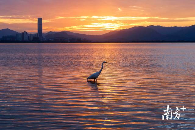 11月11日清晨，一只大白鹭伫立在波光粼粼的深圳湾 。