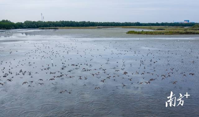 11月13日上午，广州海珠湖上，一群候鸟正掠过水面。