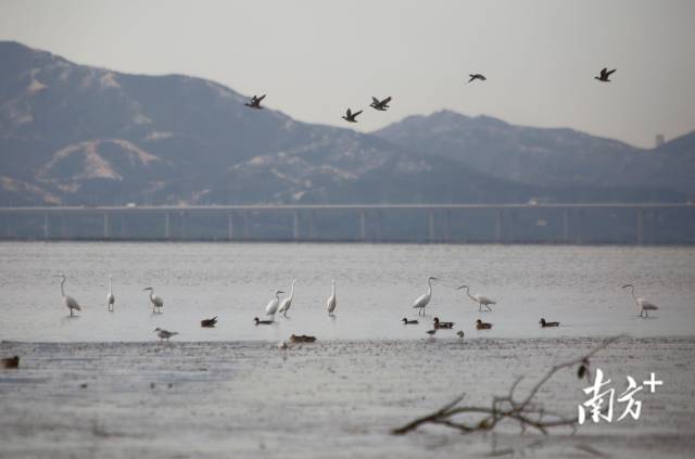 11月深圳湾的滩涂上，琵嘴鸭成群结队浮在水面觅食，而白鹭则在不远处优雅的伫立等候“时机”。