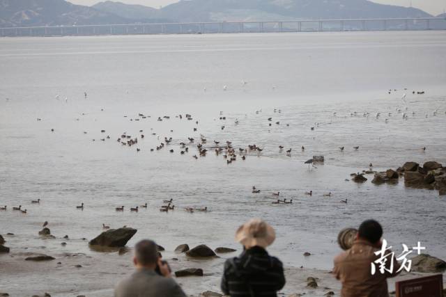 11月11日早上，在深圳湾，候鸟到来吸引了众多爱鸟观鸟人士前来拍摄记录。