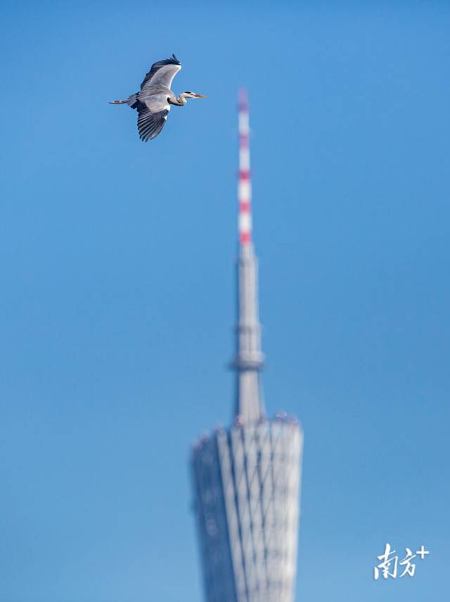 11月13日，一只苍鹭在广州城区上空划过。