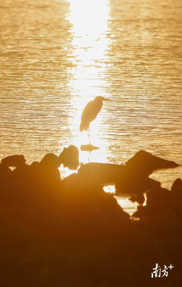 11月11日清晨，波光粼粼的深圳湾上，一只大白鹭正在觅食。