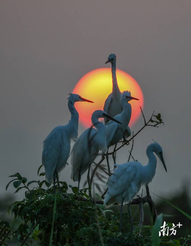 11月11日，日落时分，珠海市金湾区三板村湿地公园内，一群鹭鸟站满枝头 。