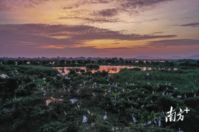 11月5日傍晚，百鸟归巢，珠海市金湾区三板村湿地公园内，数千只鹭鸟在湿地上栖息。