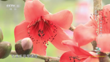 清明花开 广州木棉红似火 清明花开 广州木棉红似火