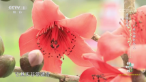 清明花开 广州木棉红似火