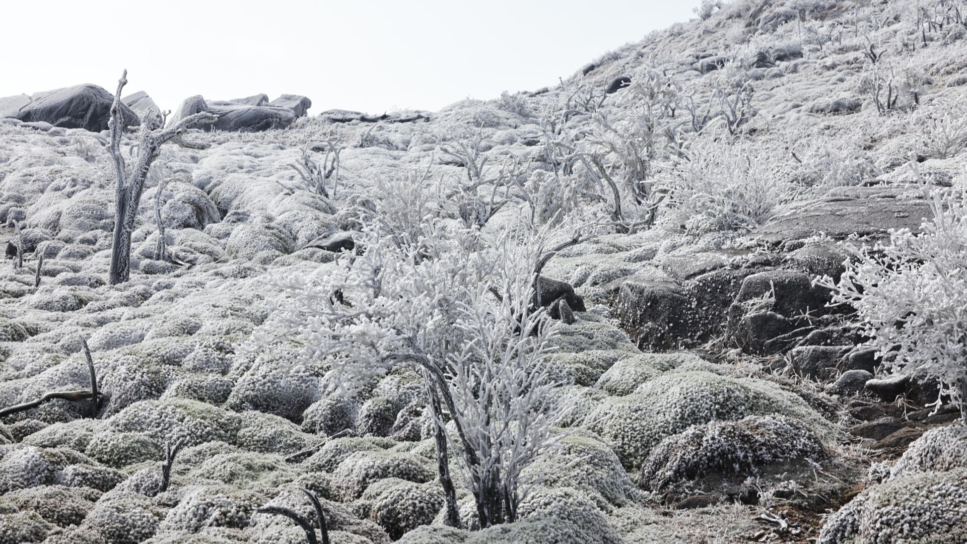 Cold snap brings rare frost and snow scenes to Guangdong
