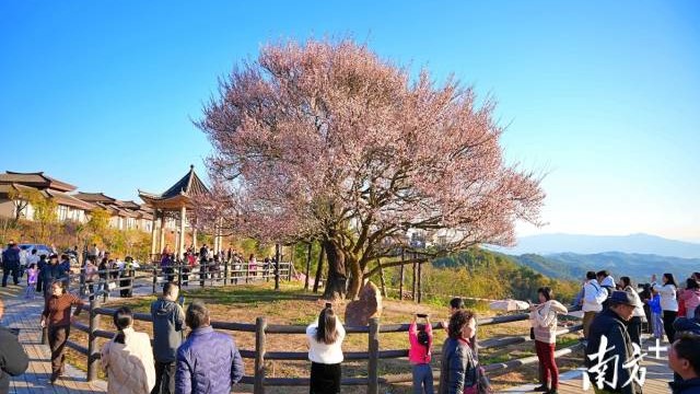 Ancient plum blossoms drive rural revitalization in Meizhou