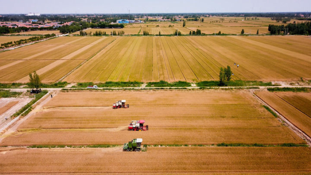 2022年6月7日，在山东省惠民县桑落墅镇，农民驾驶农机收获小麦（无人机照片）。新华社记者 郭绪雷 摄