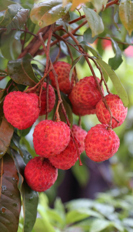 【广东物产图鉴】增城荔枝