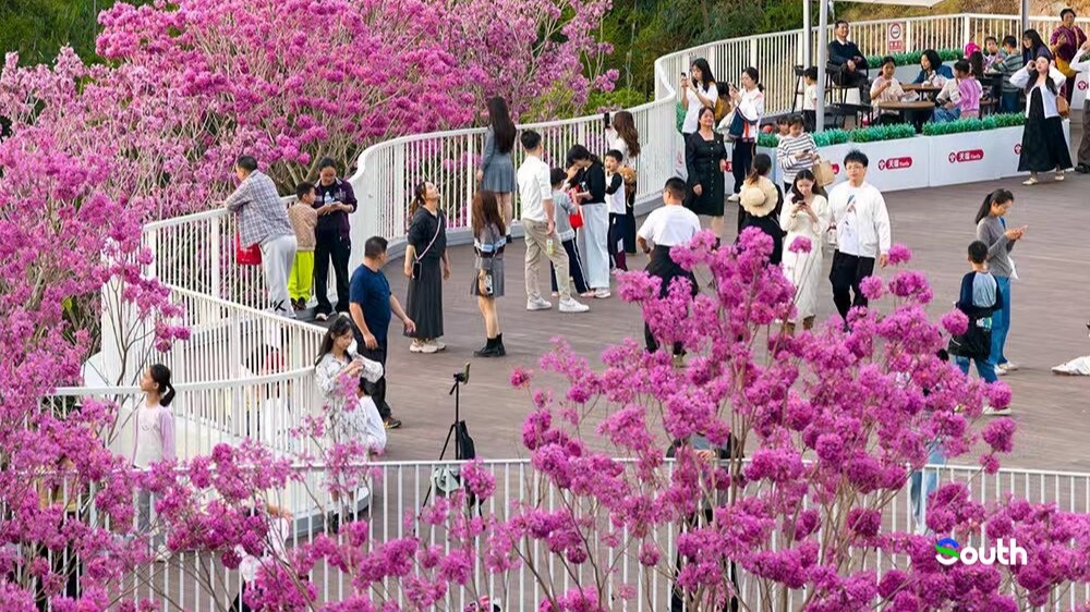 Purple blooms frame new landmark in Maoming