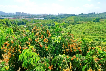 镇能量丨郁南县都城镇新城水库移民村的发展之路