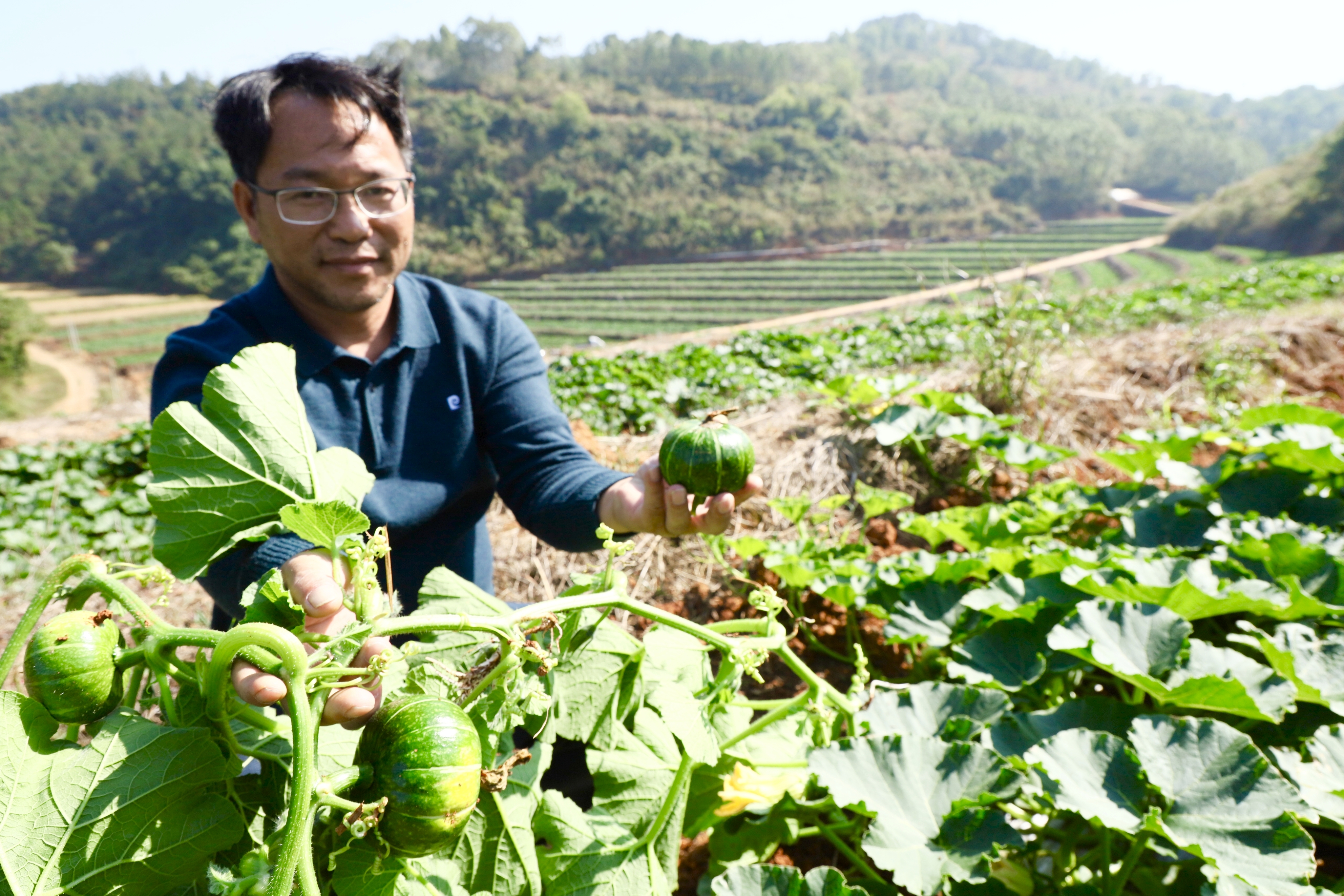 云安区富林镇：贝贝南瓜丰收上市啦
