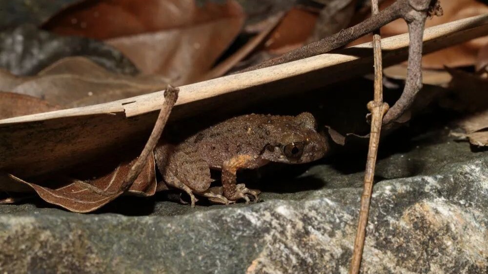 New frog species found in south China's Guangdong, named after kung fu