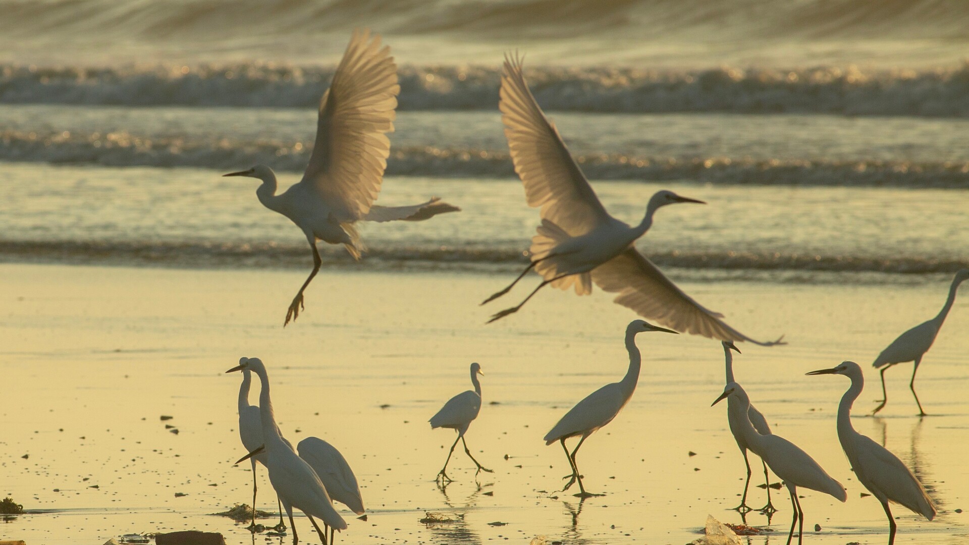 Egrets dance over mudflats in Maoming's Dianbai