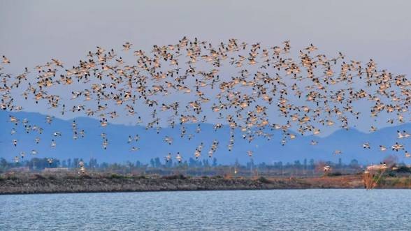 Bird-watching spots you shouldn’t miss in Xinhui, Jiangmen