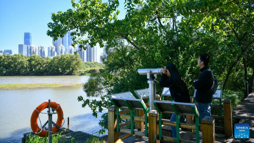 View of mangrove wetland in Guangdong-Hong Kong-Macao Greater Bay Area