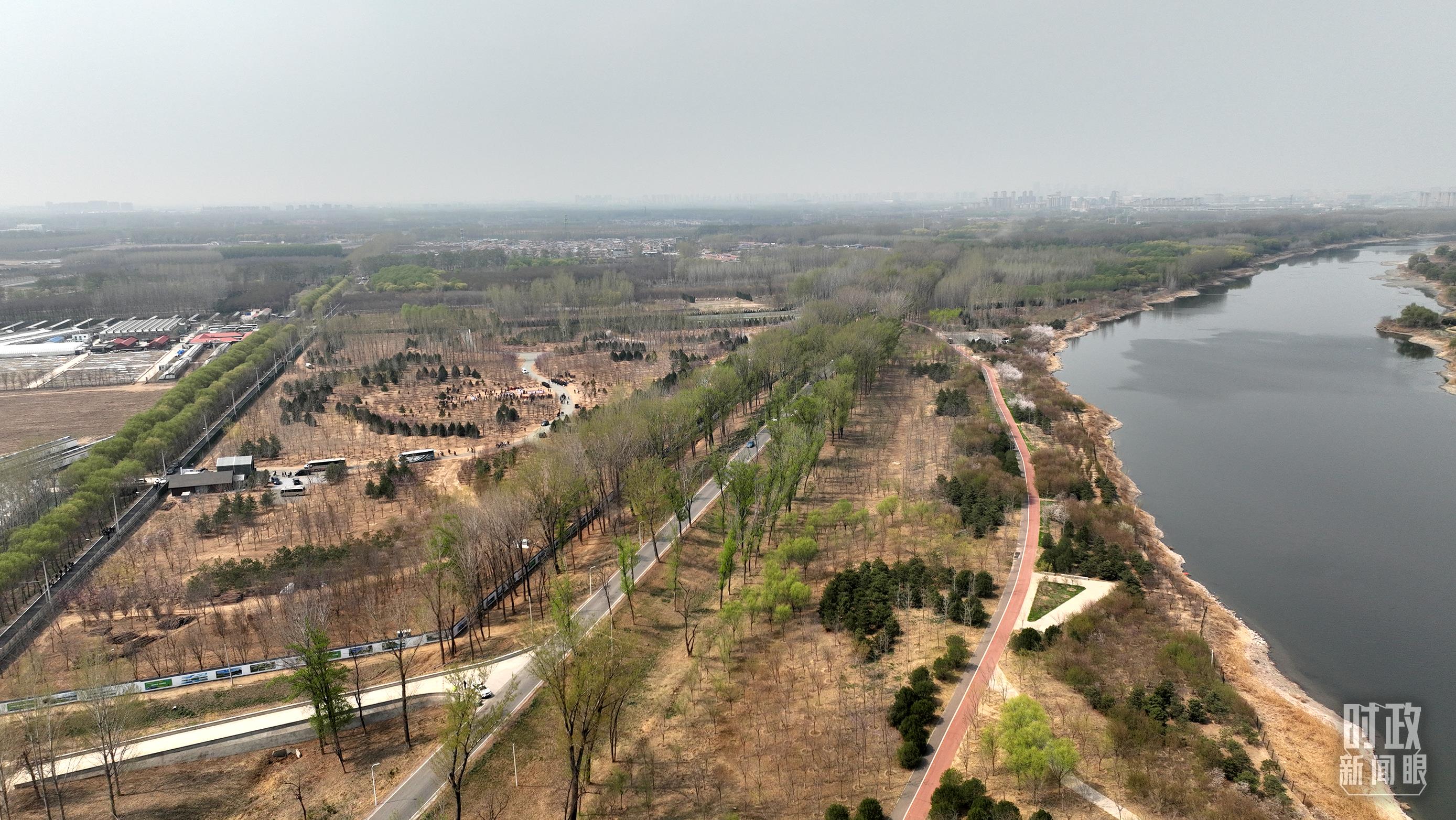 远眺北京市通州区潞城镇植树点。（总台央视记者刘岳拍摄）