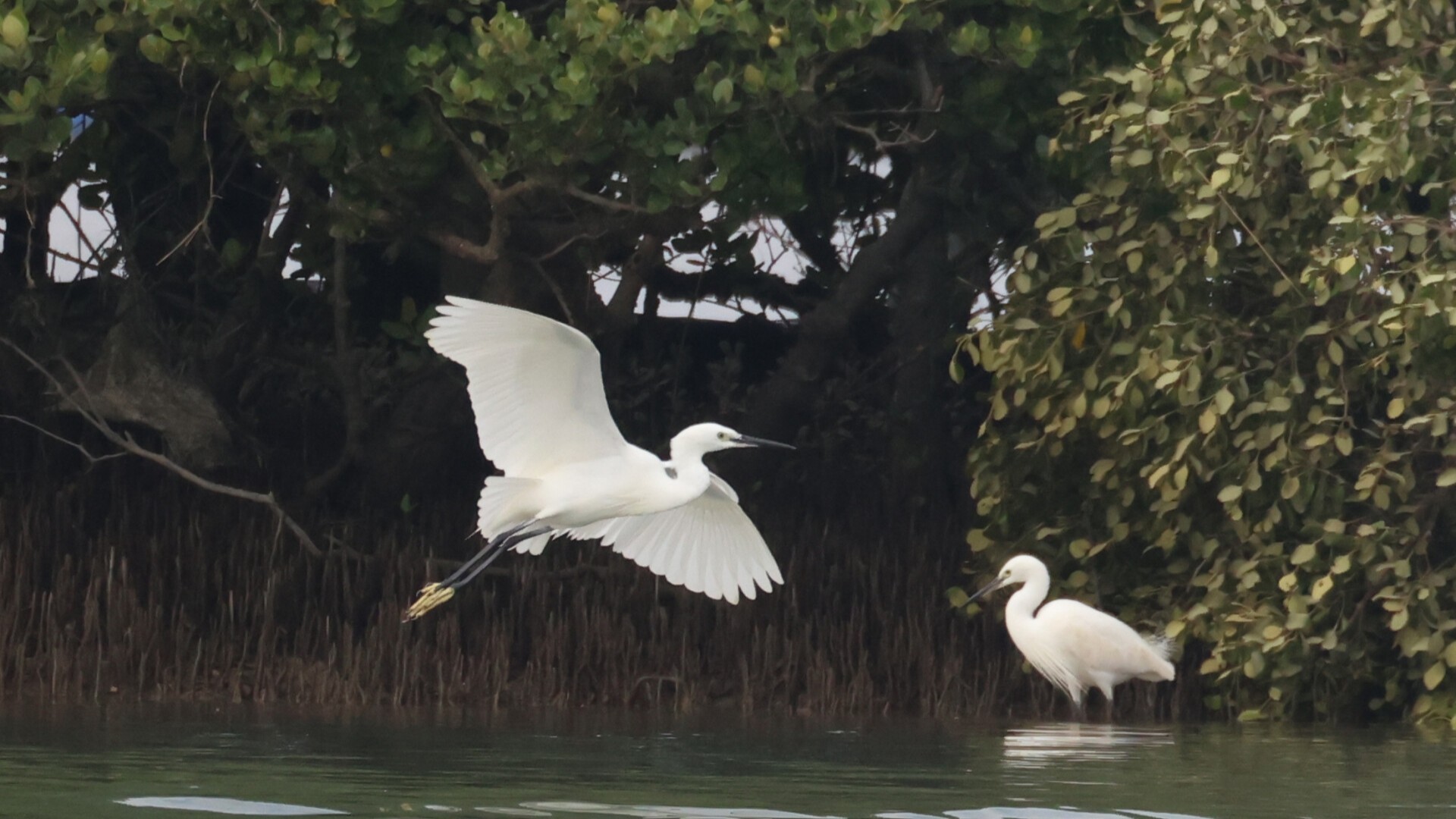 Discover migratory birds in the mangrove forest of Maoming's Shuidong Bay