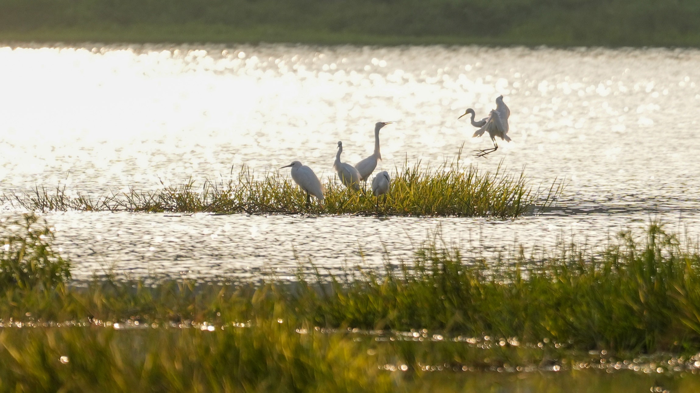 Egrets grace the banks of Xiaodong River in Maoming