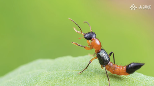 Attention! Don't slap this insect with your hands