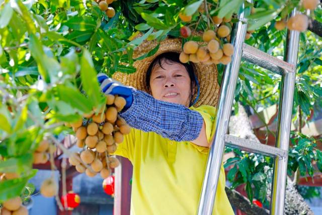 农户采收龙眼。