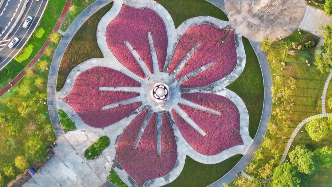 Check out dreamy pink-purple flower fields in urban Guangzhou