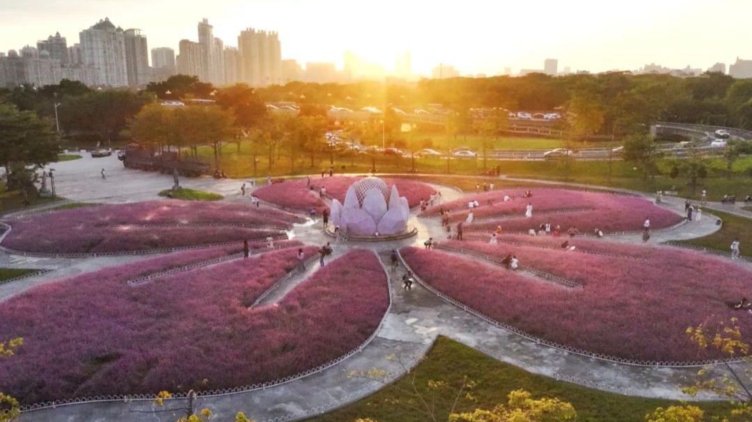 Check out dreamy pink-purple flower fields in urban Guangzhou