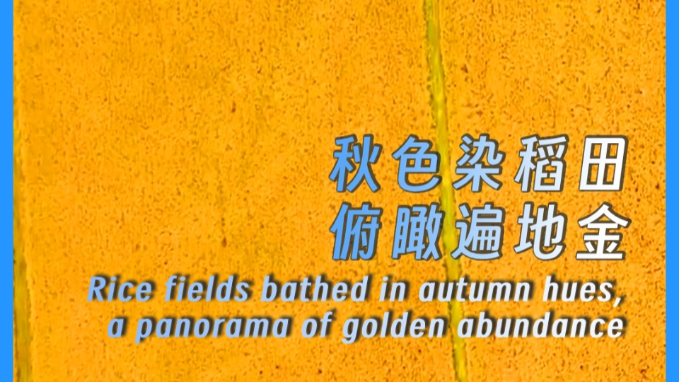 ​Rice fields bathed in autumn hues, a panorama of golden abundance